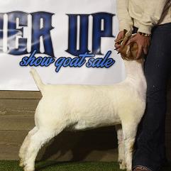 Venable farms Show Goats for Sale