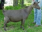 https://www.dillsalittlegoatfarm.com/22fe9b300.jpg