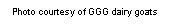 Text Box: Photo courtesy of GGG dairy goats 